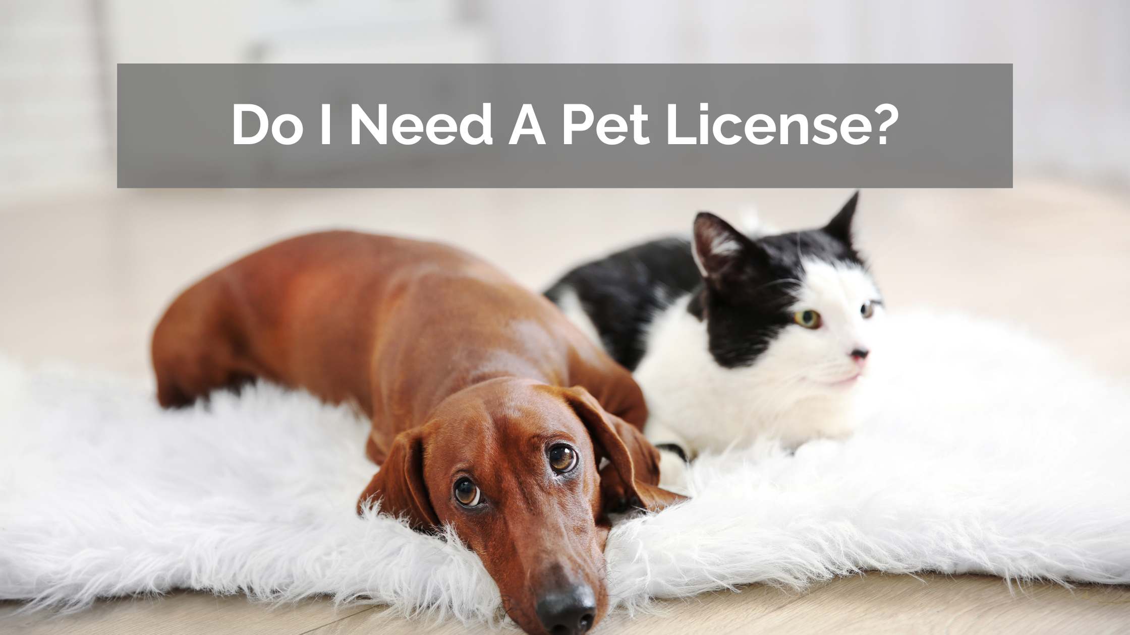 Why Your Pet Needs a License: A Friendly Reminder for Responsible Pet Ownership